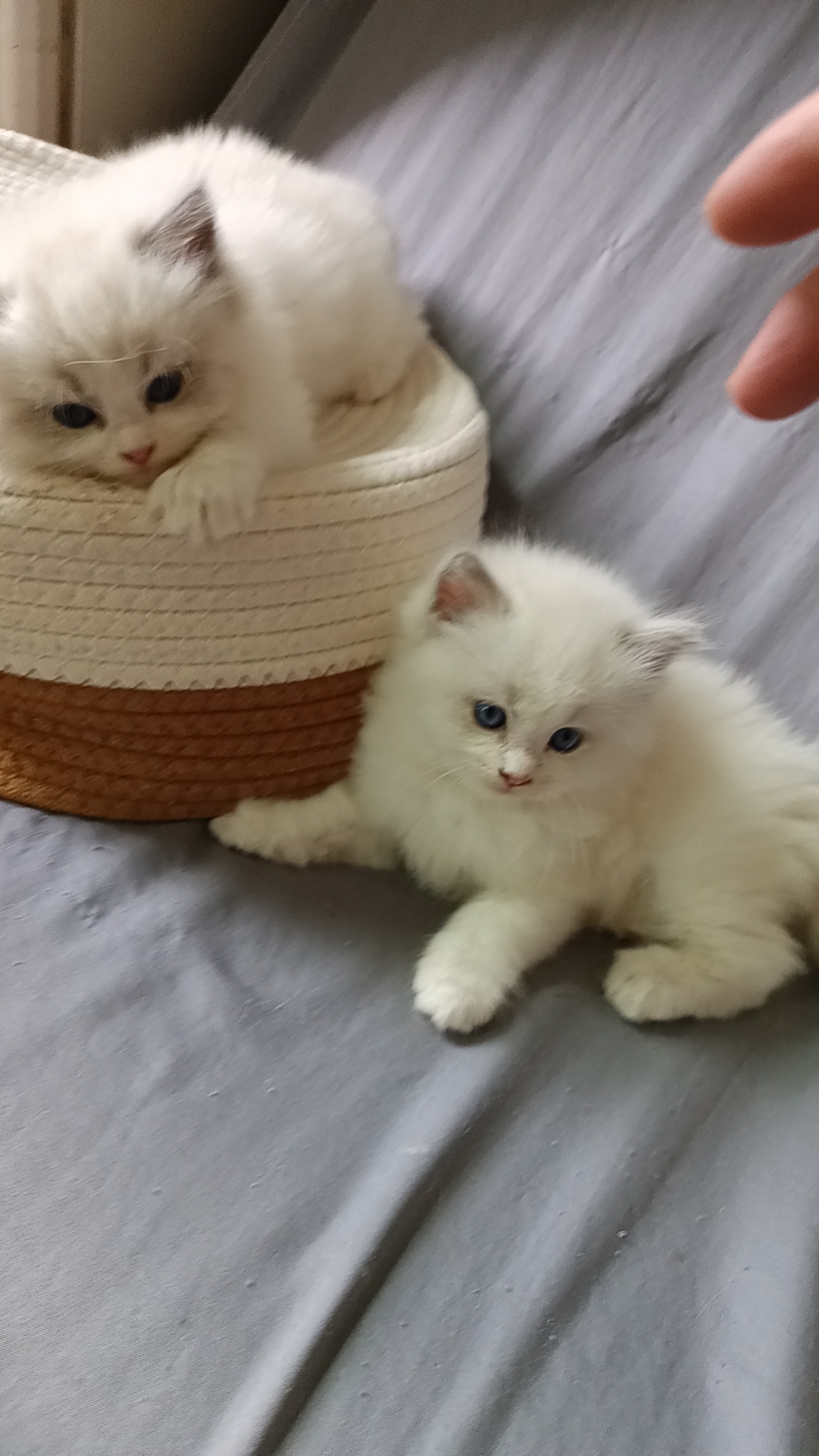 精品新脸版蓝双妹妹特价出